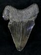 Bargain Megalodon Tooth - South Carolina #21242-1